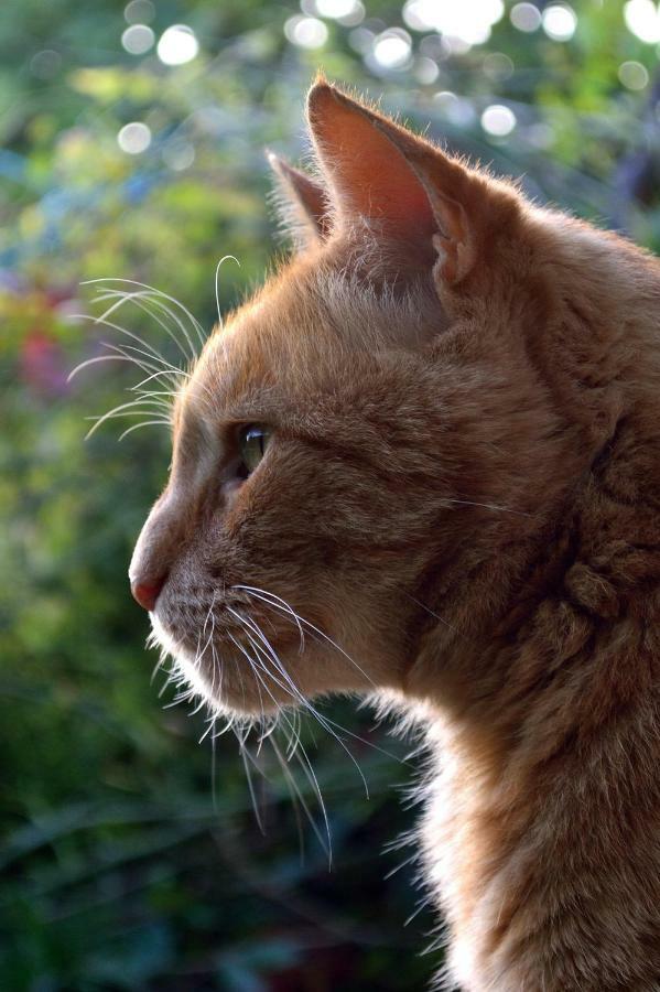 Le Chaton Rouge Saint-Pierre-du-Lorouër Εξωτερικό φωτογραφία